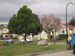 Cherry Blossoms Already Blooming at Vancouver Olympics (Photo by K. Kindya)